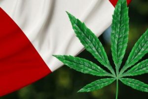 Cannabis di Peru: Menjelang Booming Industri Global